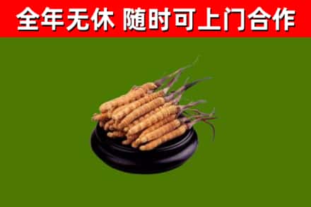 马关烟酒回收冬虫夏草.jpg